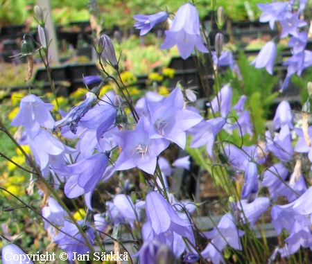 Campanula rotundifolia, kissankello